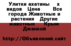 Улитки ахатины  2-х видов › Цена ­ 0 - Все города Животные и растения » Другие животные   . Крым,Джанкой